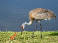 A1G6163c  Sandhill Crane (Antigone canadensis) - pair with 4-day-old colts